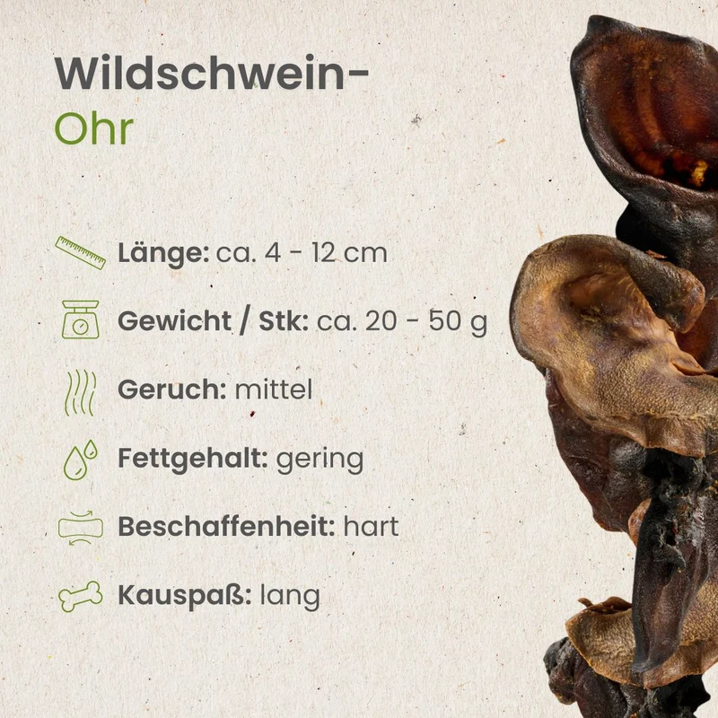 Wildschwein-Ohr