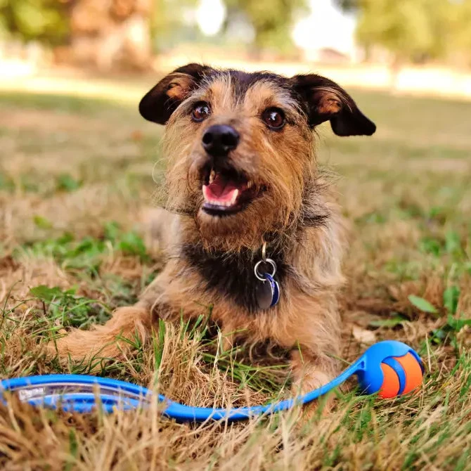 Hundespielzeug Ultra Ball