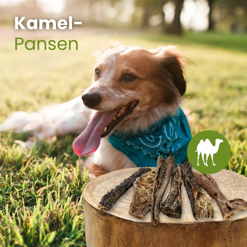 Kamel-Pansen
