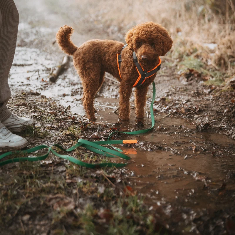 Suchleine Convenience