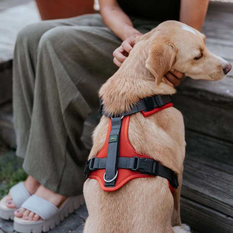 Geschirr Maldon Up