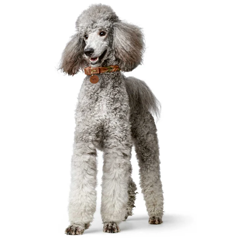 Halsband Solid Education Duo