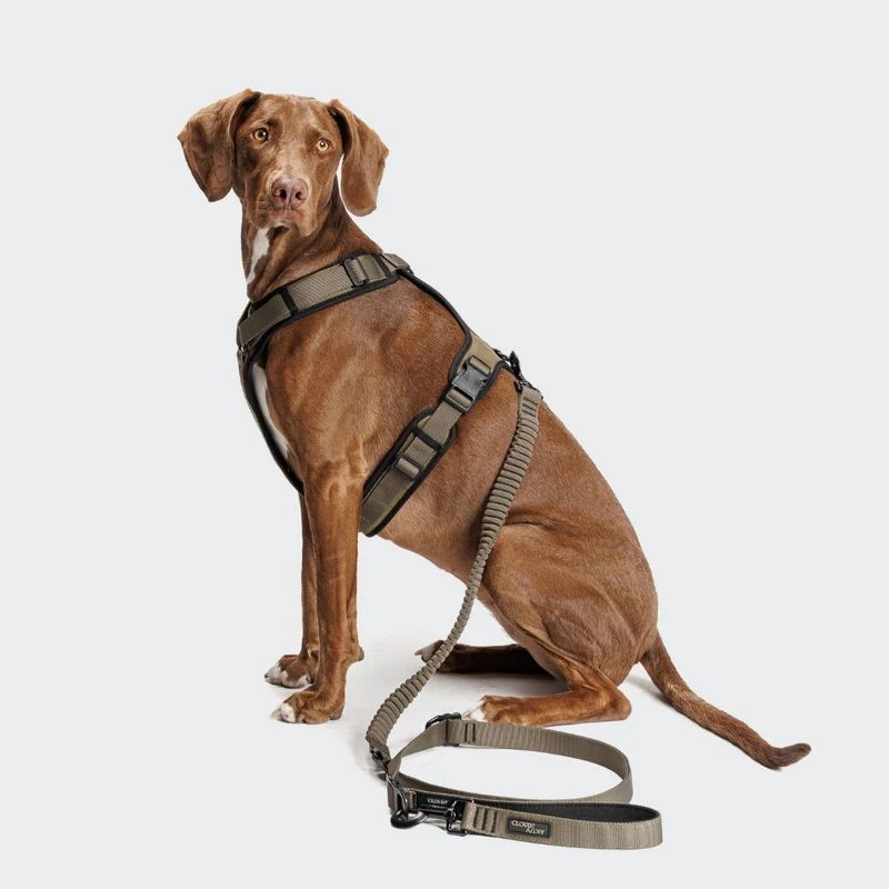 Y-3 Hundegeschirr AKTIV Softshell Olive