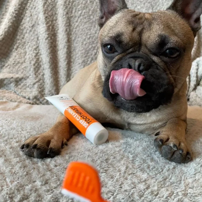 Dental Kit
