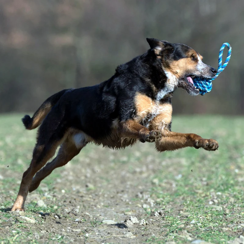 Hundespielzeug Schleuderball Türkis/Blau