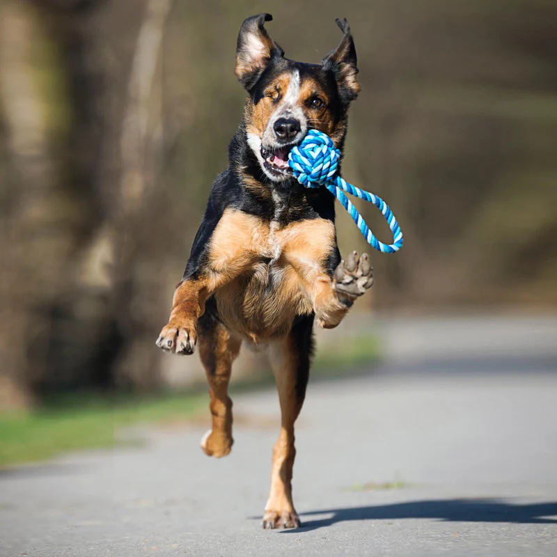 Hundespielzeug Schleuderball Türkis/Blau