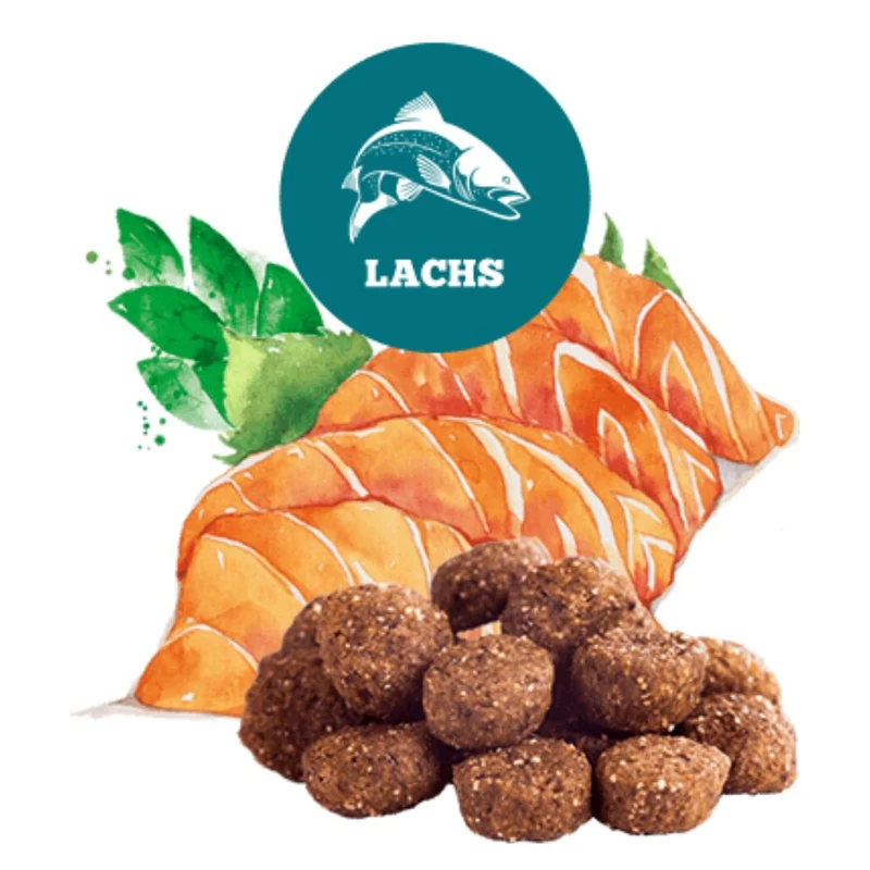 Lachs Adult