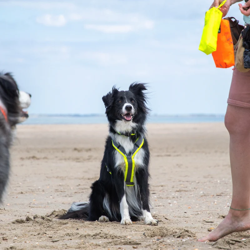 Hundegeschirr PROTECT Leuchtgelb/Grau