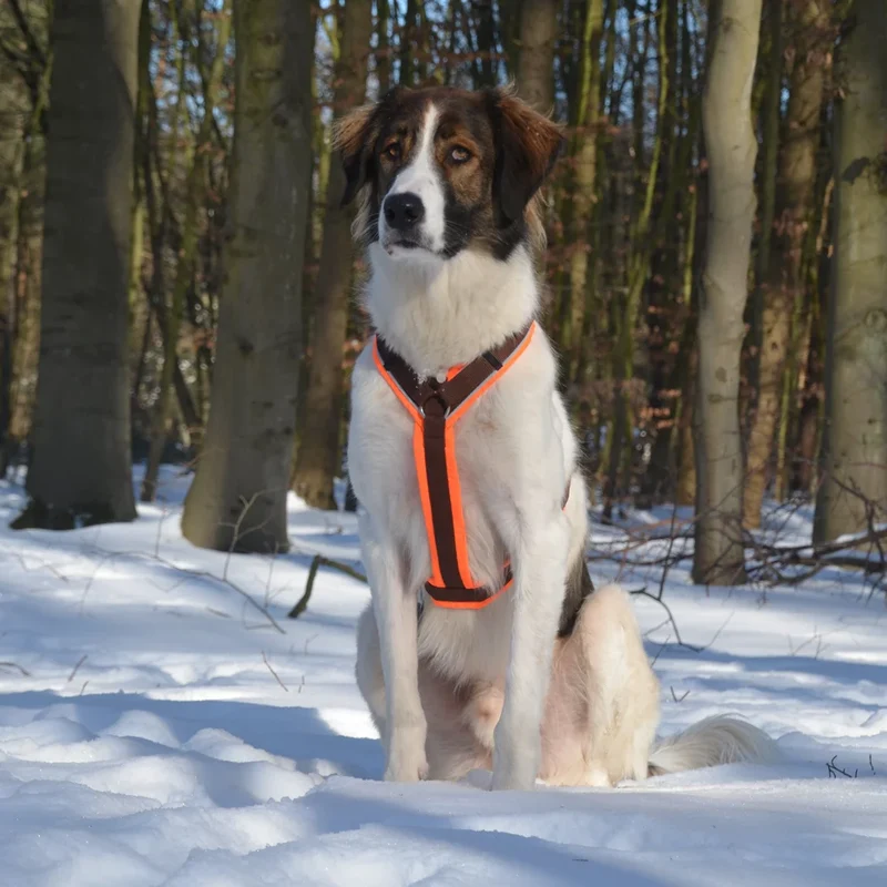 Hundegeschirr PROTECT Leuchtorange/Braun