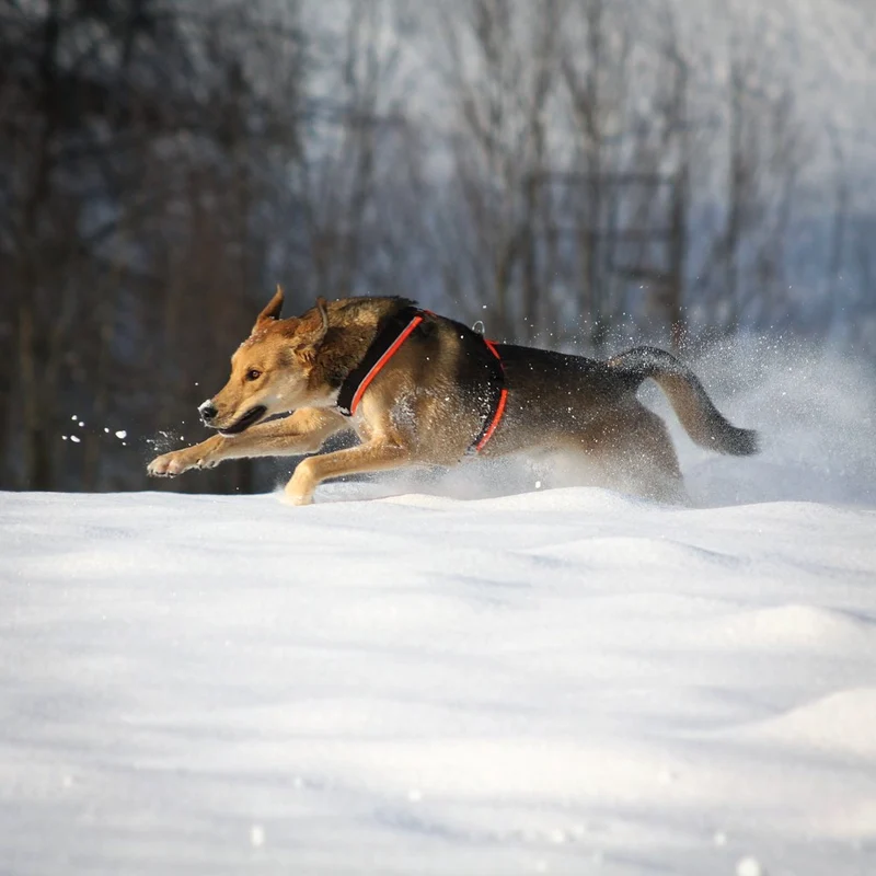 Hundegeschirr PROTECT Leuchtorange/Braun