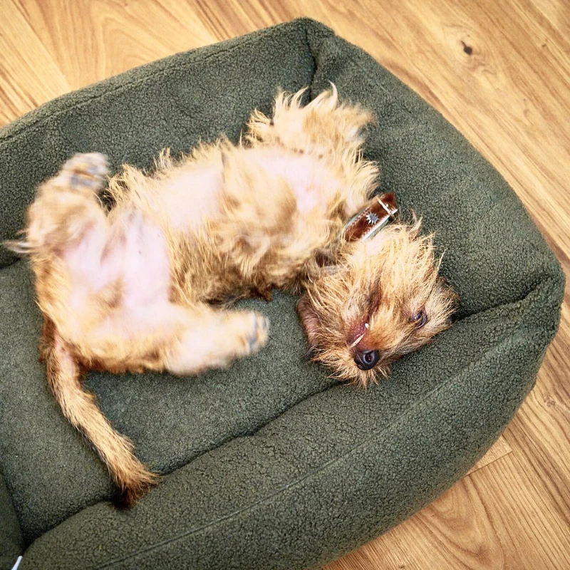 Hundebett Teddy Bouclé Ortho oder Classic Green