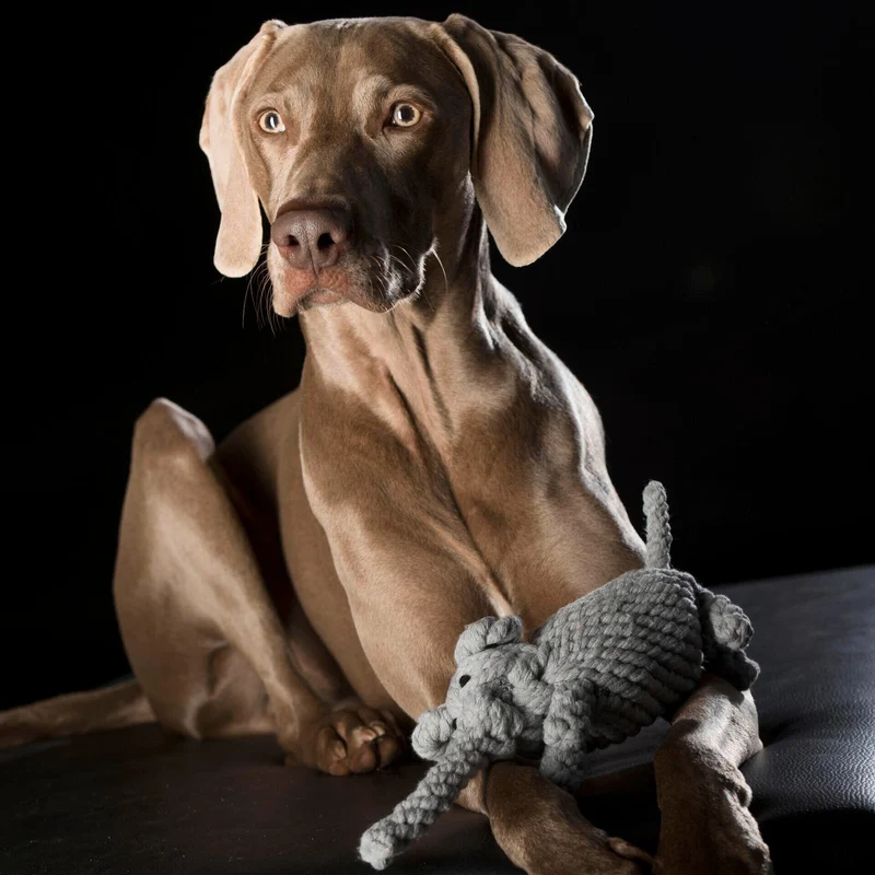 Hundespielzeug Elton Elefant