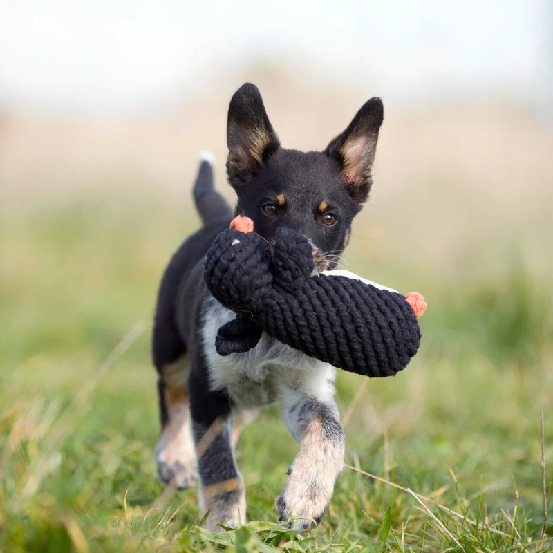 Hundespielzeug Poldi Pinguin