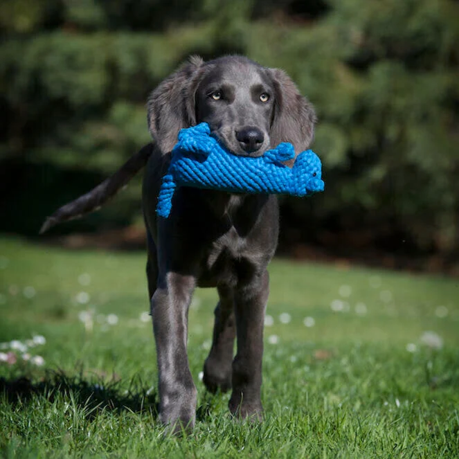 Hundespielzeug Kurt Känguru
