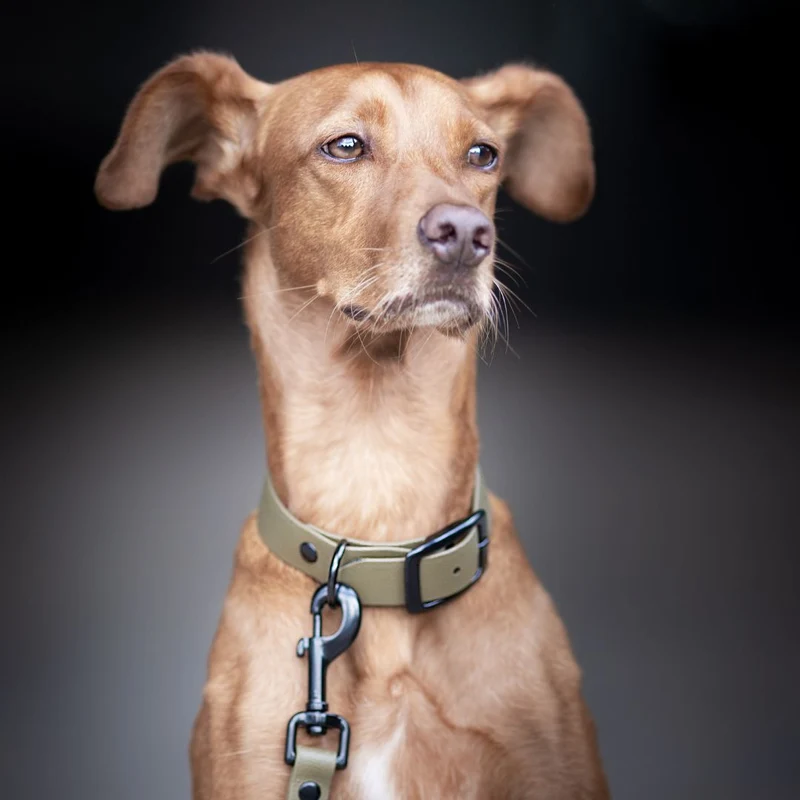 BioThane® Hundehalsband NEO Olive