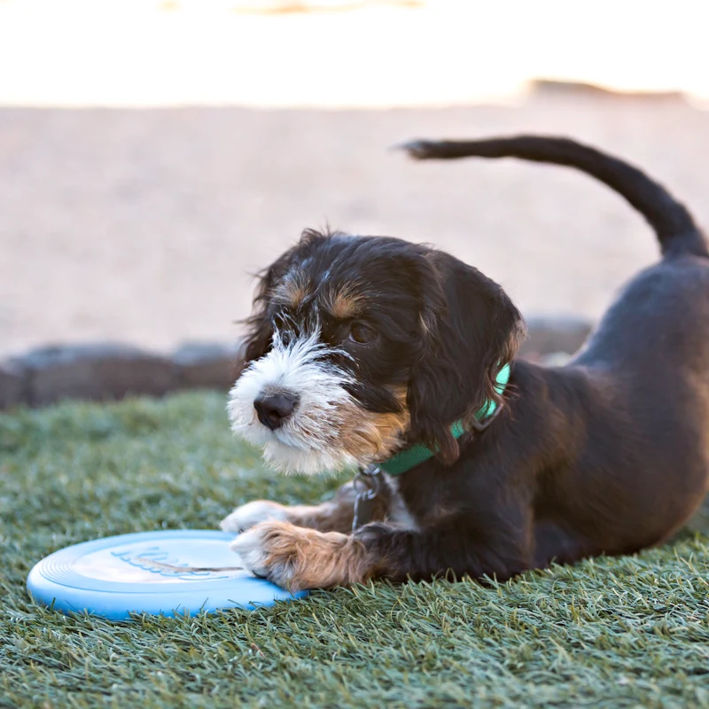 KONG Puppy Flyer Frisbee