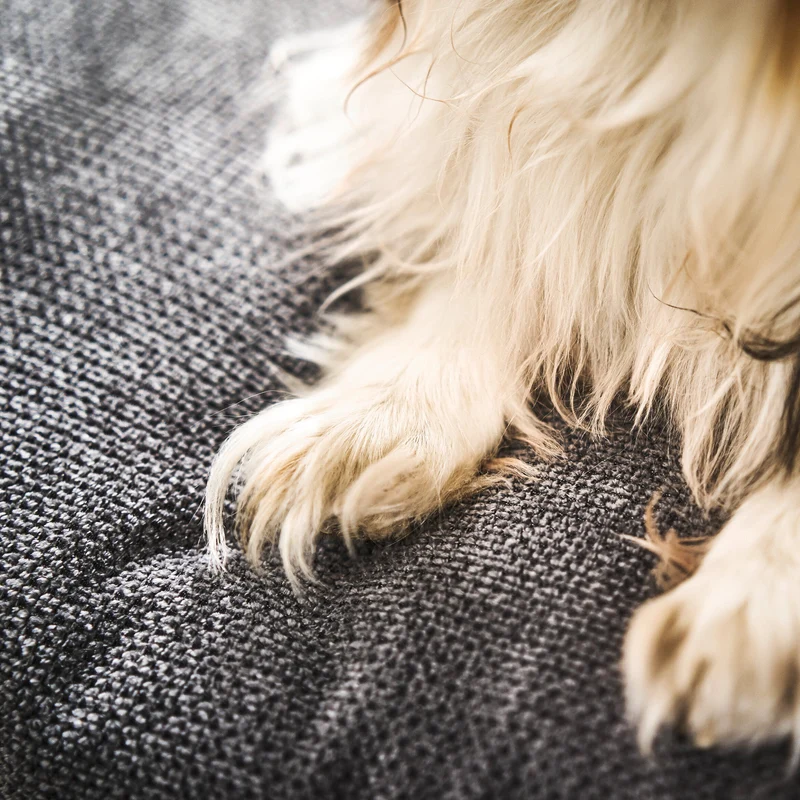 Hundebett Tudor Ortho oder Classic Anthrazit