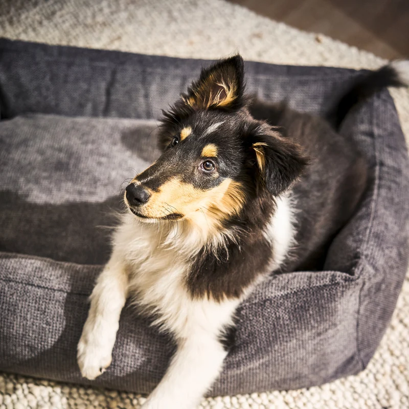 Hundebett Tudor Ortho oder Classic Anthrazit