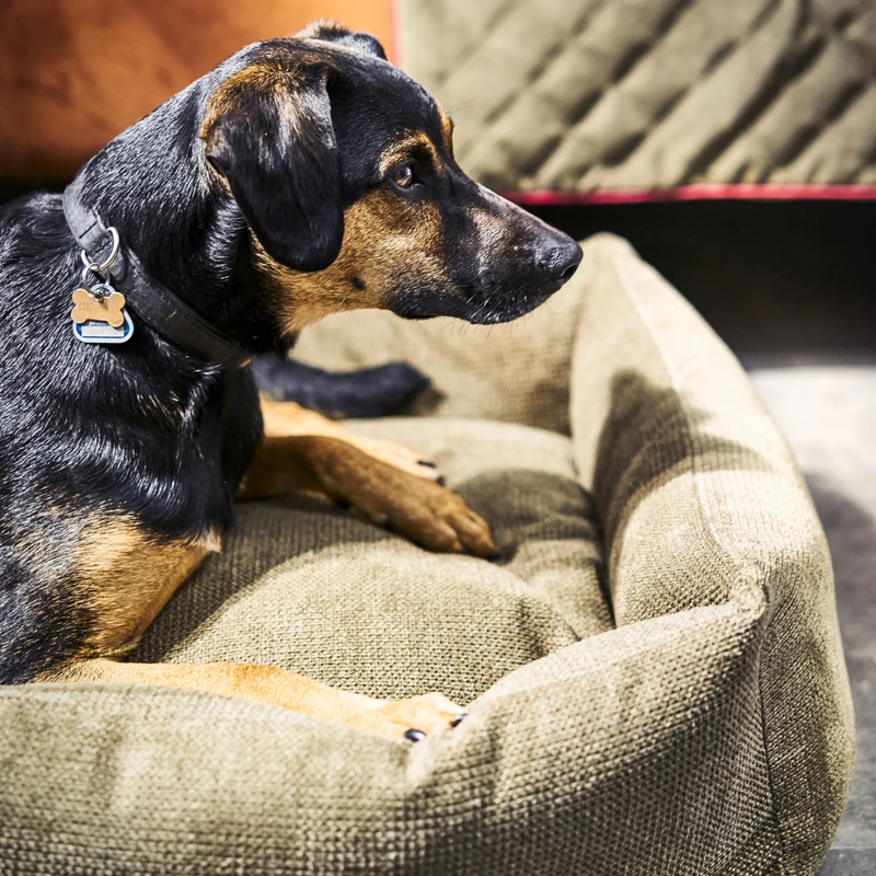 Hundebett Tudor Ortho oder Classic Olive