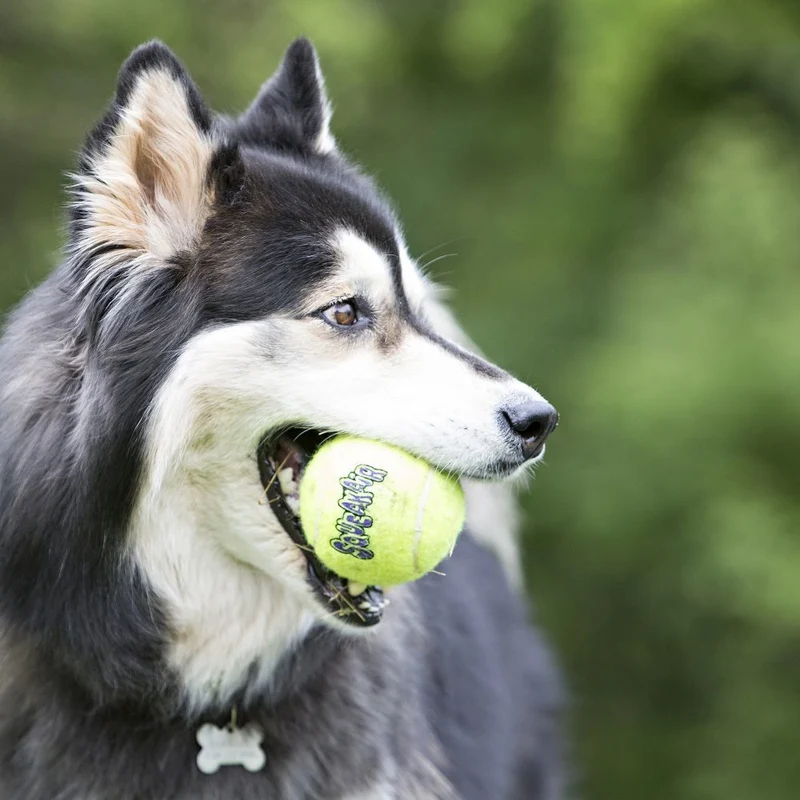 KONG AirDog Squeakair Ball