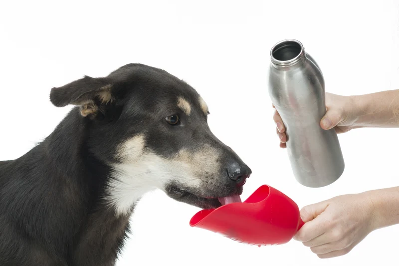 KONG Edelstahl Trinkflasche Schwarz