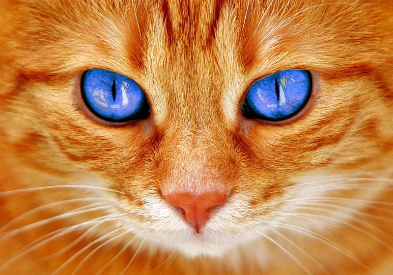 Katze braun mit blauen Augen - Bügelperlen