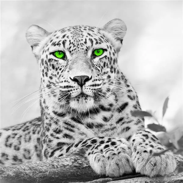 Leopard mit grünen Augen - Bügelperlen