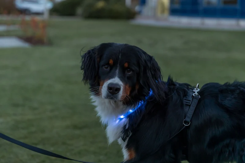 extra breites Leuchthalsband für langhaarige Hunde, wiederaufladbar