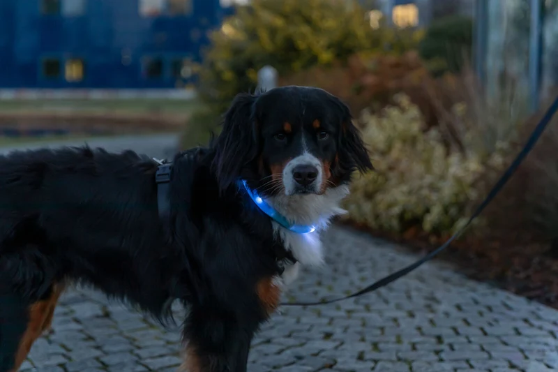 extra breites Leuchthalsband für langhaarige Hunde, wiederaufladbar