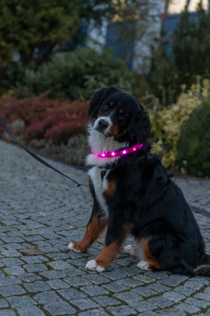 extra breites Leuchthalsband für langhaarige Hunde, wiederaufladbar