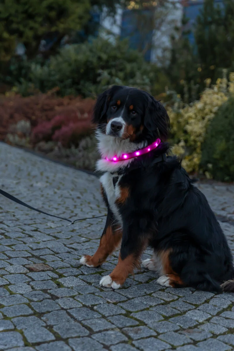 extra breites Leuchthalsband für langhaarige Hunde, wiederaufladbar