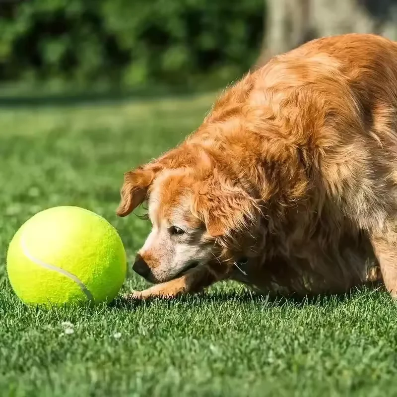 Extra großer Tennisball für Hunde