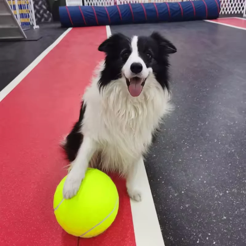 Extra großer Tennisball für Hunde