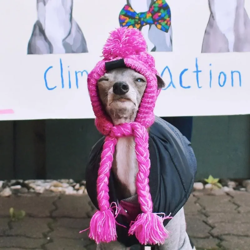 Wintermütze für Hunde und Katzen warm und winddicht