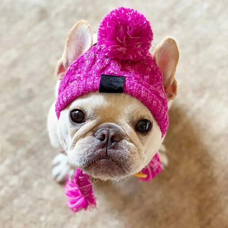 Wintermütze für Hunde und Katzen warm und winddicht