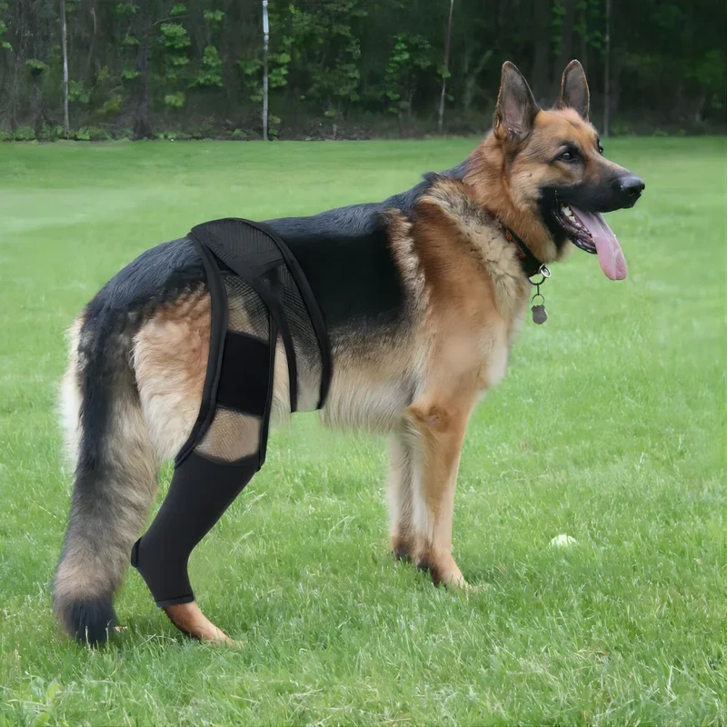 Hundebeinstütze zur Stabilisierung der Gelenke