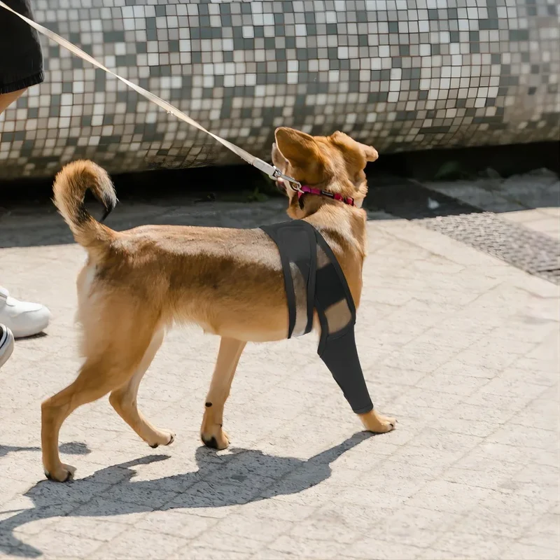 Hundebeinstütze zur Stabilisierung der Gelenke
