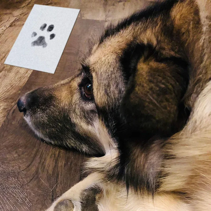 Tintenloses Abdruck-Set für Hunde- & Katzenpfoten