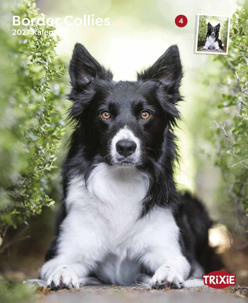 Kalender Border Collies