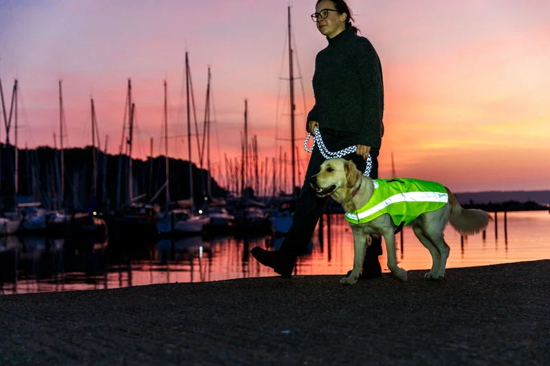 Sicherheitsweste für Hunde mit Bauchgurt und Reißverschluss am Rücken