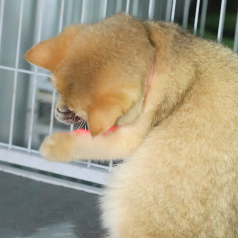 Freihändiges Laserhalsband für Katzen