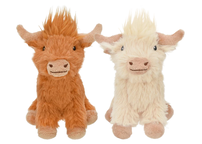 Highland Cow