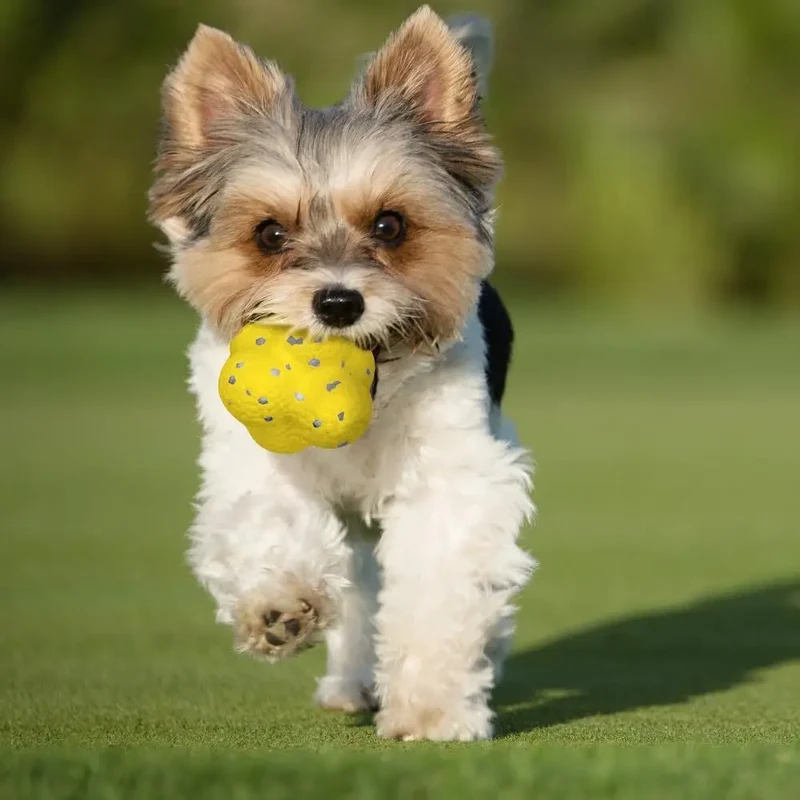 Beißfester Spielball für Hunde und Katzen
