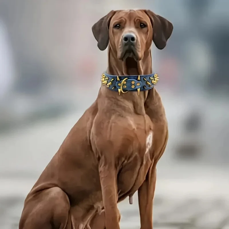 Hundehalsband mit Nieten für große Hunde
