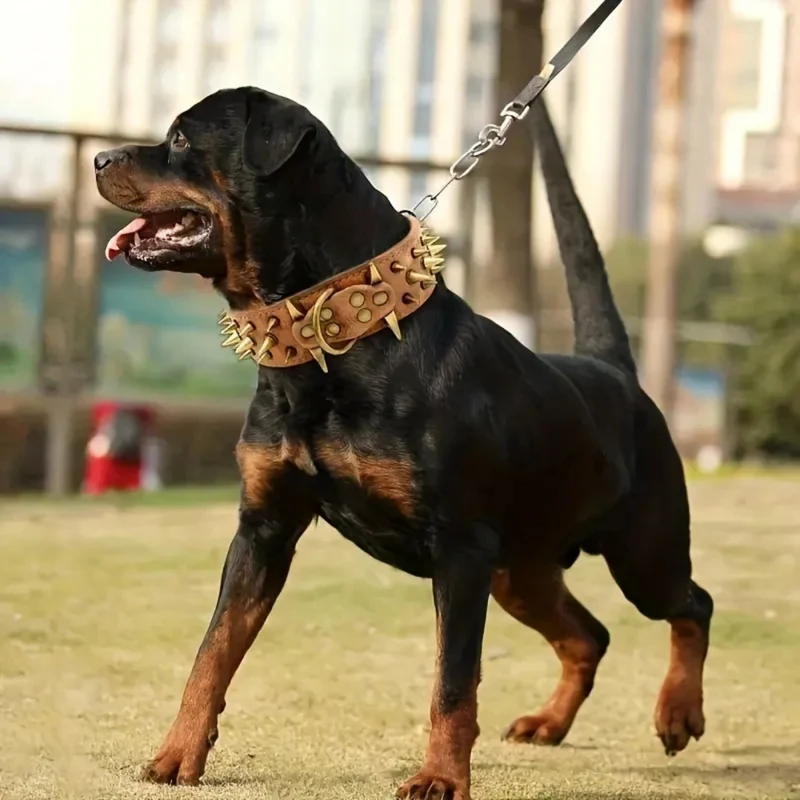 Hundehalsband mit Nieten für große Hunde