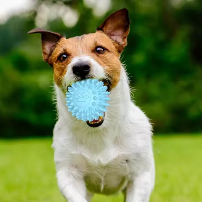 Zahnpflegeball für Hunde kaubar & robust