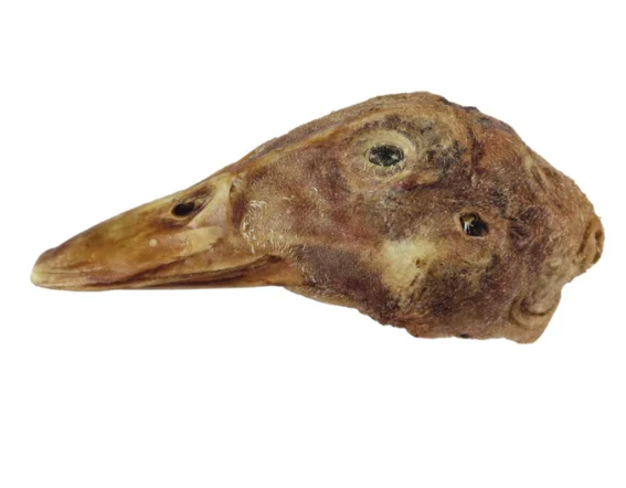 Duck Head