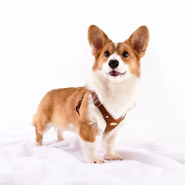 Verstellbares Leder-Hundegeschirr mit individueller Gravur
