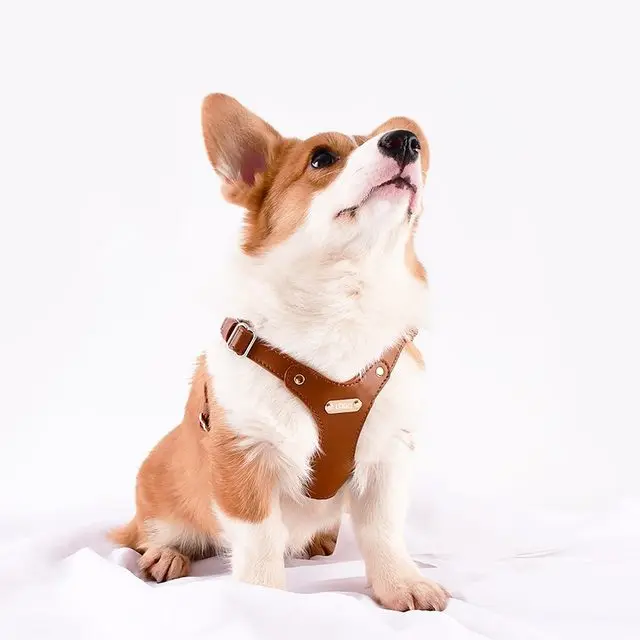 Verstellbares Leder-Hundegeschirr mit individueller Gravur