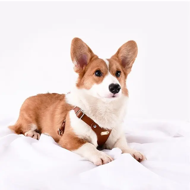 Verstellbares Leder-Hundegeschirr mit individueller Gravur